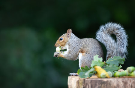 Grey squirrel eating green hazelnuts on a tree stump in autumnの写真素材