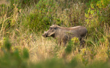 A common warthog (Phacochoerus africanus) standing in tall grass in its natural habitat in the Bale Mountains of Ethiopia.の写真素材