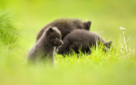 A blue morph Arctic fox (Vulpes lagopus) cub stands in green grass in the Hornstrandir Nature...