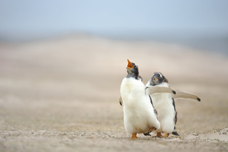 Two young, fluffy Gentoo penguin (Pygoscelis papua) chicks stand on a sandy beach in the Falkland...