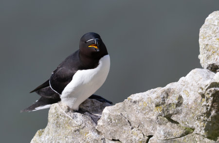 A Razorbill bird (Alca torda) with distinctive black and white plumage and a blunt, white-striped bill perches on a sunlit rock with a soft, natural background, UK.の写真素材