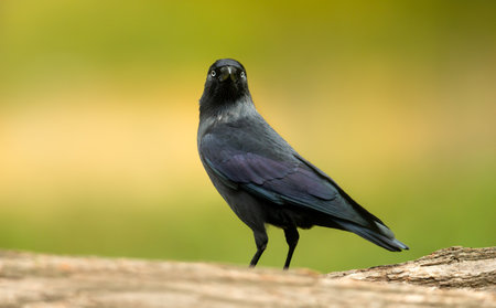A Western jackdaw (Coloeus monedula or Corvus monedula) perches on a fallen tree with a soft, natural background, UK.の写真素材