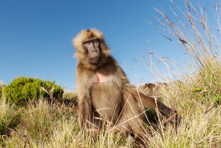 Close-up of an adult male Gelada baboon (Theropithecus gelada) eating grass in its natural habitat...