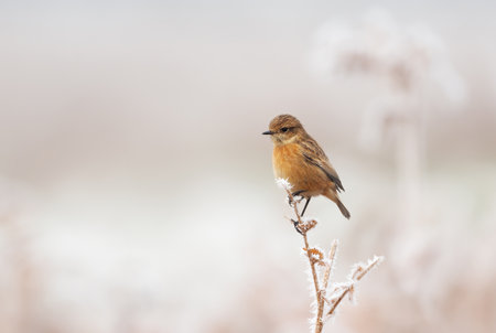 A small, brown female European Stonechat bird (Saxicola rubicola) perches on a frost covered branch...
