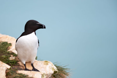 A Razorbill bird (Alca torda) with distinctive black and white plumage and a blunt, white-striped bill perches on a cliff edge by ocean, UK.の写真素材