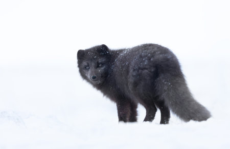 A blue morph Arctic fox (Vulpes lagopus) walking in a snowy white winter landscape in the remote Hornstrandir Nature Reserve, Iceland.の写真素材