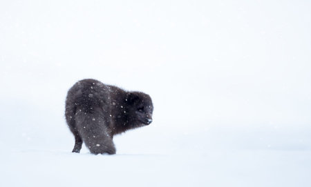 A blue morph Arctic fox (Vulpes lagopus) walking in a snowy white winter landscape in the remote...