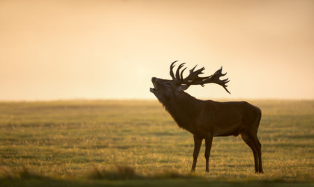 Silhouette of a red deer stag (Cervus elaphus) belloving in a misty field during a golden sunrise, creating a dramatic and atmospheric wildlife scene, UK.の写真素材
