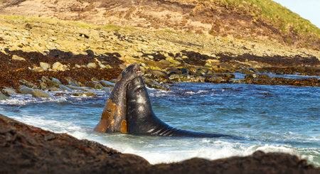 Two massive male southern elephant seals (Mirounga leonine) fighting in shallow blue coastal waters near a rocky shore in the Falkland Islands during breeding season.の写真素材