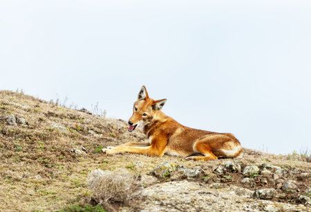 A close-up of a highly endangered Ethiopian wolf (Canis simensis) resting in the Afroalpine...