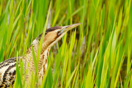 Eurasian bittern (Botaurus stellaris) standing motionless and camouflaged among tall green reeds in...