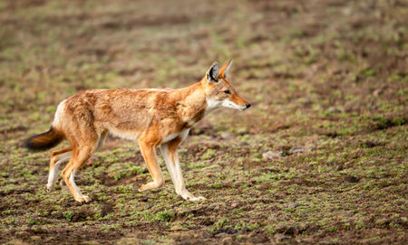 A close-up of a highly endangered Ethiopian wolf (Canis simensis) actively foraging for rodents in...