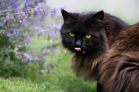 Portrait of a cute black cat with yellow eyes standing on a green grass near a blossoming catnip plant in a garden, UK.の写真素材
