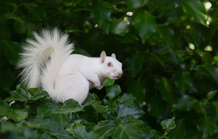 A rare true albino Eastern grey squirrel (Sciurus carolinensis) with white fur and pink eyes sitting...