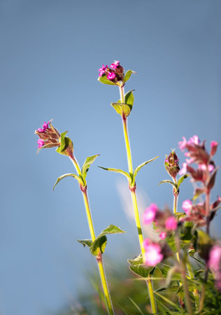 Red Campion wildflowers with delicate pink petals and hairy stems reaching toward a soft, sunlit...