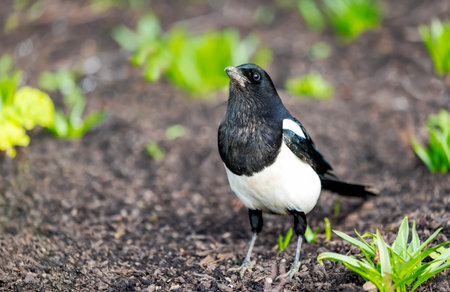 Close-up portrait of Eurasian magpie (Pica pica) foraging on dark garden soil, UK.