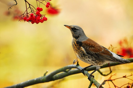 Posing a birdの写真素材