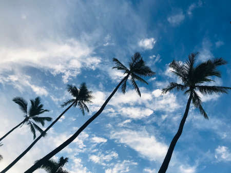 Coconut treesの写真素材