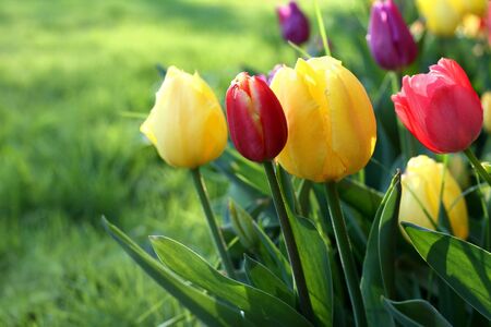 Colorful tulipsの写真素材