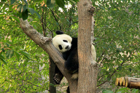 Panda sleepの写真素材