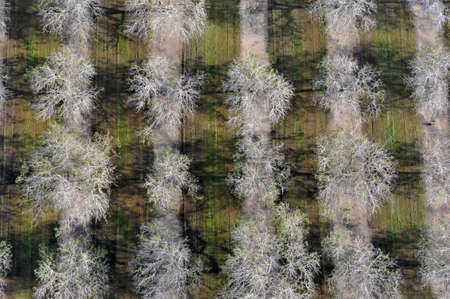 Top view of the gardenの写真素材