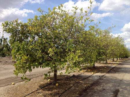 Grapefruit tree in the farmの写真素材