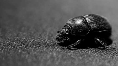 Big bugの写真素材