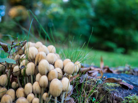 Mushroomsの写真素材