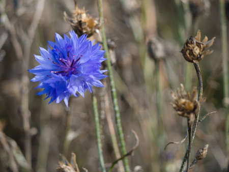 Blue flowerの写真素材