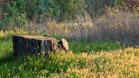 Old tree stump covered in a beautiful type of grassの写真素材