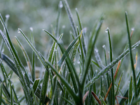 Frozen grass in late autumnの写真素材
