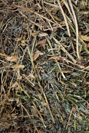 dry grassの写真素材