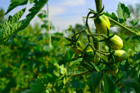 green tomatoesの写真素材
