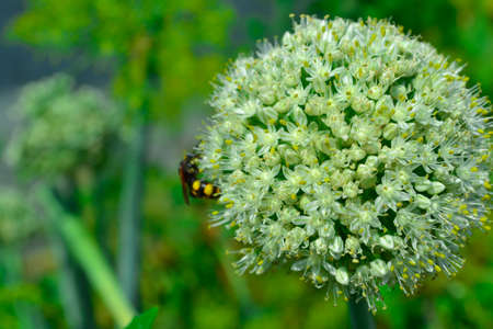 Flowering onionの写真素材