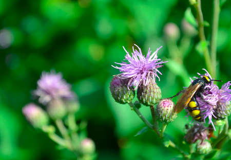 wasp on a flowerの写真素材