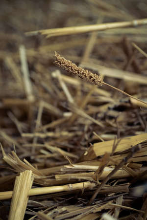 Background of strawの写真素材