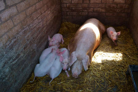 Sow with pigletsの写真素材