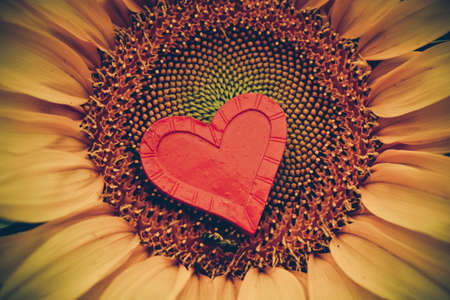 Sunflower with red heart inの写真素材