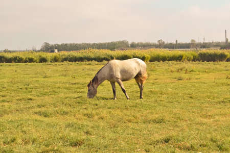 horseの写真素材