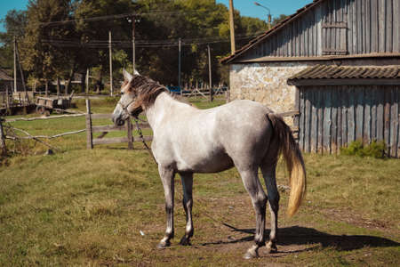 horseの写真素材