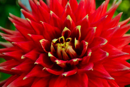 Flowerの写真素材