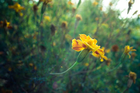 Flowerの写真素材