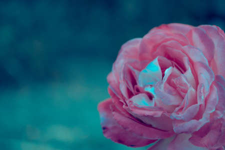 rose pineの写真素材