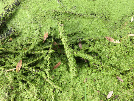 green leaves on the water