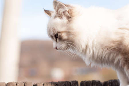 white cat walkの写真素材