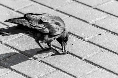 Black Raven Black and white
