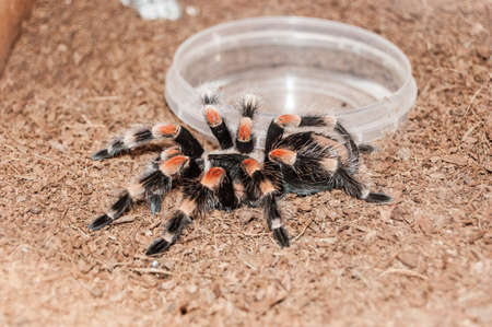 Mexican red knee tarantula Brachypelma smithi