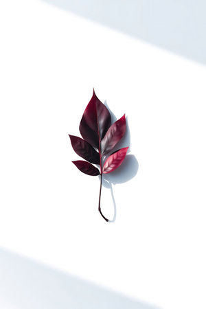 A striking burgundy leaf offers a touch of elegance and natural beauty. Ideal for adding a sophisticated element to branding, design, or creative projects. The soft shadows add depth and visual interest, perfect for modern, minimalist aesthetics.の素材