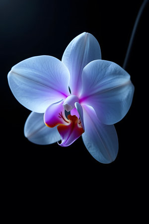 Experience the exquisite beauty of a single, delicate orchid. Its vibrant purple and blue petals, softly illuminated against a dark backdrop, evoke feelings of tranquility and elegance, perfect for wellness or luxury themes.の素材