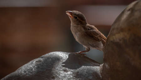 sparrow on the rockの写真素材